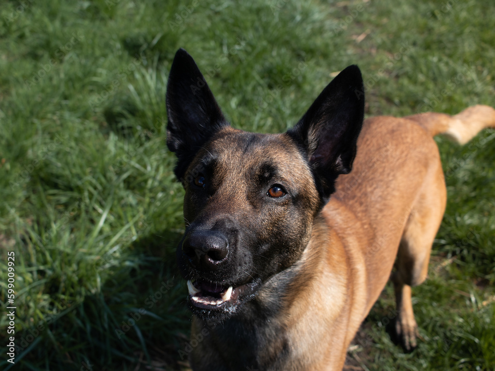 portrait of shepherd - belgian malinois portrait of shepherd - belgian malinois