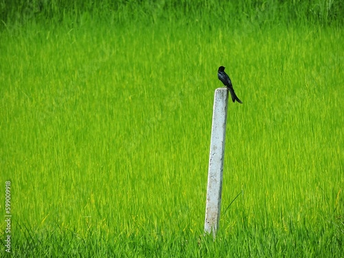 Cement blocks in a rice field with birds perched