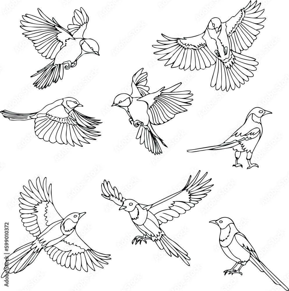 pack of outline birds collection vector illustration isolated in white background pack of outline birds collection vector illustration isolated in white background