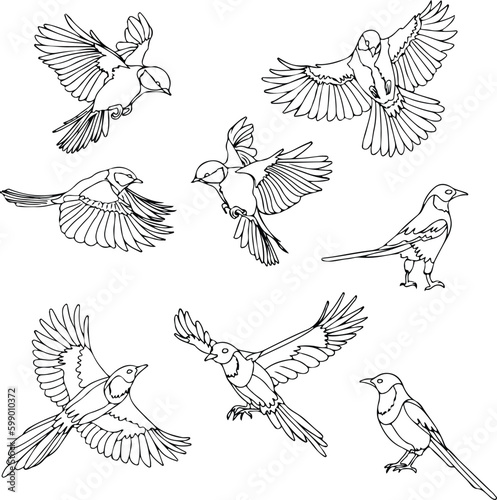 Canvas Print pack of outline birds collection vector illustration isolated in white backgroun