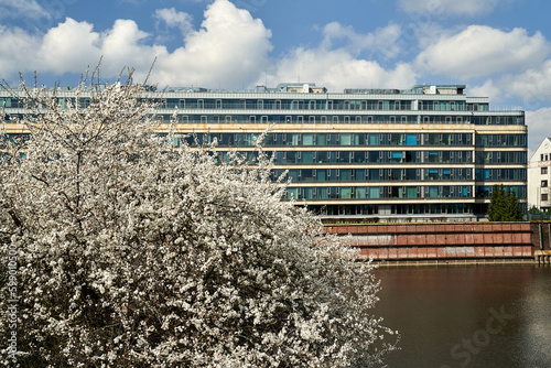 White spring flowers on the bushes and the facade of a modern apartment building on the banks of the Warta River in Poznan