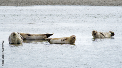 Seals of the Authie bay near Berck city