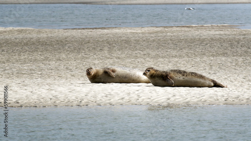 Seals of the Authie bay near Berck city