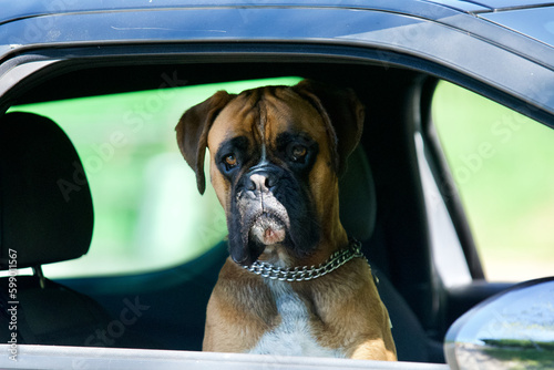 Cute dog’s head boxer at the window of an automobile in the morning sun looking at camera. © nic