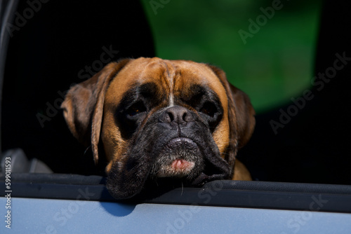 Fototapeta Naklejka Na Ścianę i Meble -  Cute dog’s head boxer at the window of an automobile in the morning sun looking away.