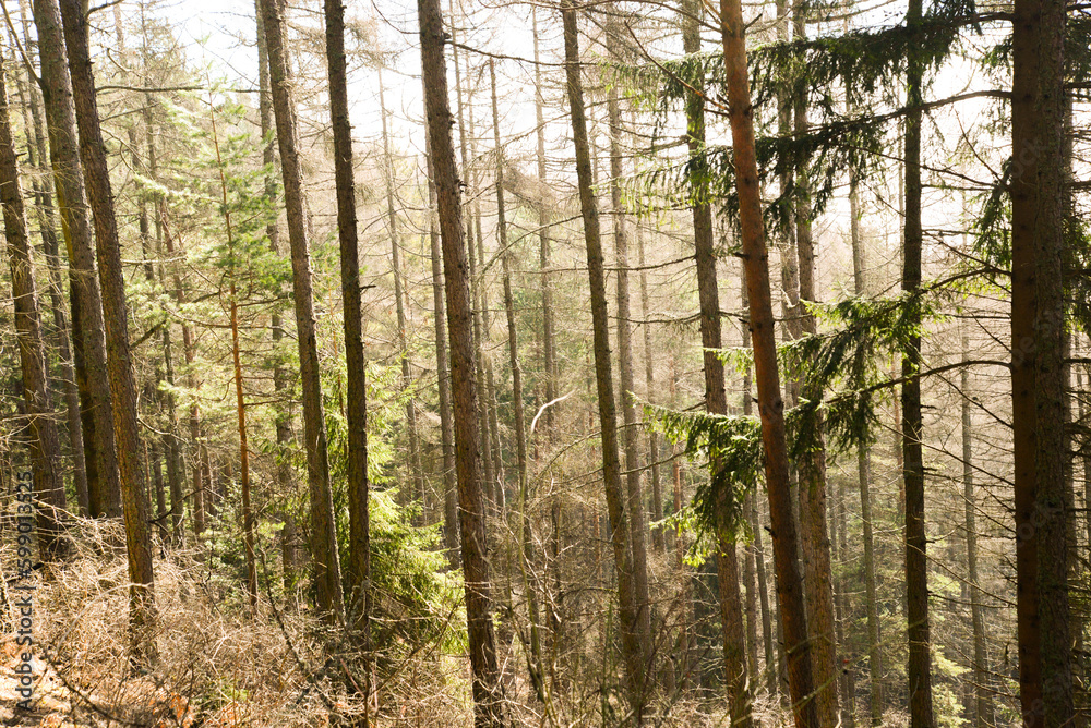Rays of beautiful sunlight in a sunny misty foggy forest with warm vibrant colors in spring. West Tatras- Cerenova skala, Liptov region, Slovakia. Rays of beautiful sunlight in a sunny misty foggy forest with warm vibrant colors in spring. West Tatras- Cerenova skala, Liptov region, Slovakia.