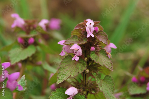 A bush of Lamium Maculatum flowers in the garden photo