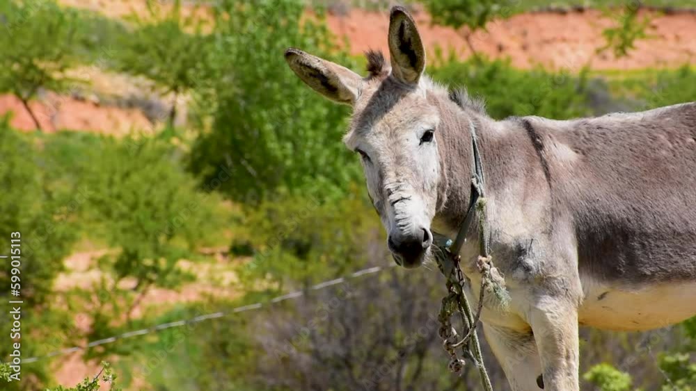 donkey in field