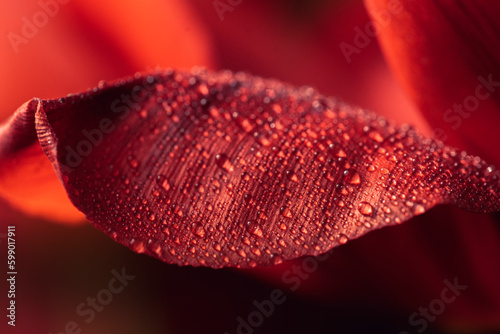 red flower with water drops