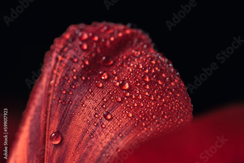 red flower with water drops