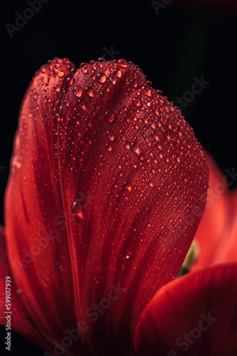 red flower with water drops