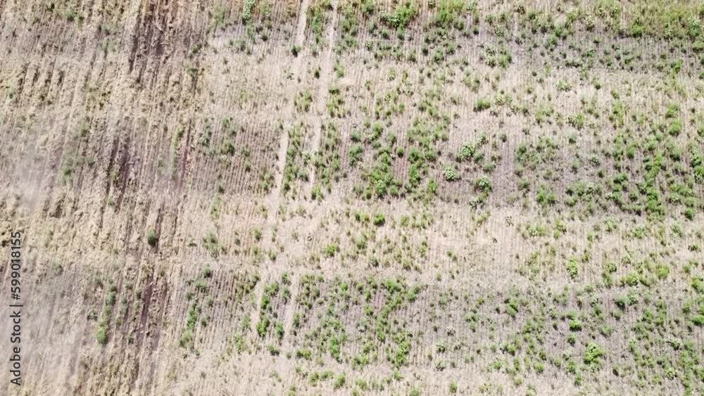 Blue tractor planting canola O.A. on no till field Blue tractor planting canola O.A. on no till field