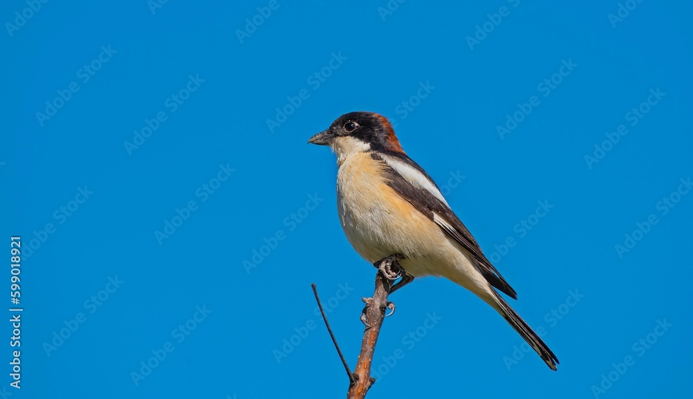 Woodchat Shrike (Lanius senator) is a carnivorous bird that feeds on small birds, lizards and field mice. It is also a songbird. Woodchat Shrike (Lanius senator) is a carnivorous bird that feeds on small birds, lizards and field mice. It is also a songbird.