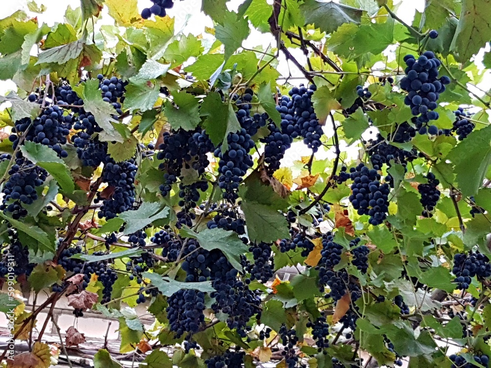 Large bunches of ripe tasty and healthy grapes hang on the vine in the gazebo