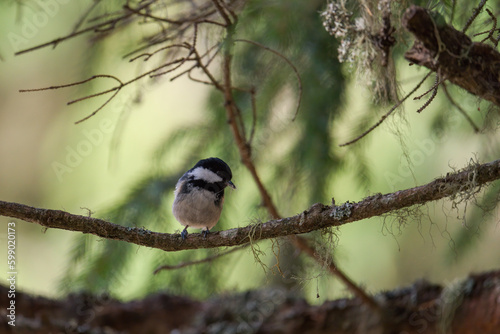 a coal tit, periparus ater, with hair from wild animals in his beak for nest building, perched on a spruce twig at a spring day © Chamois huntress