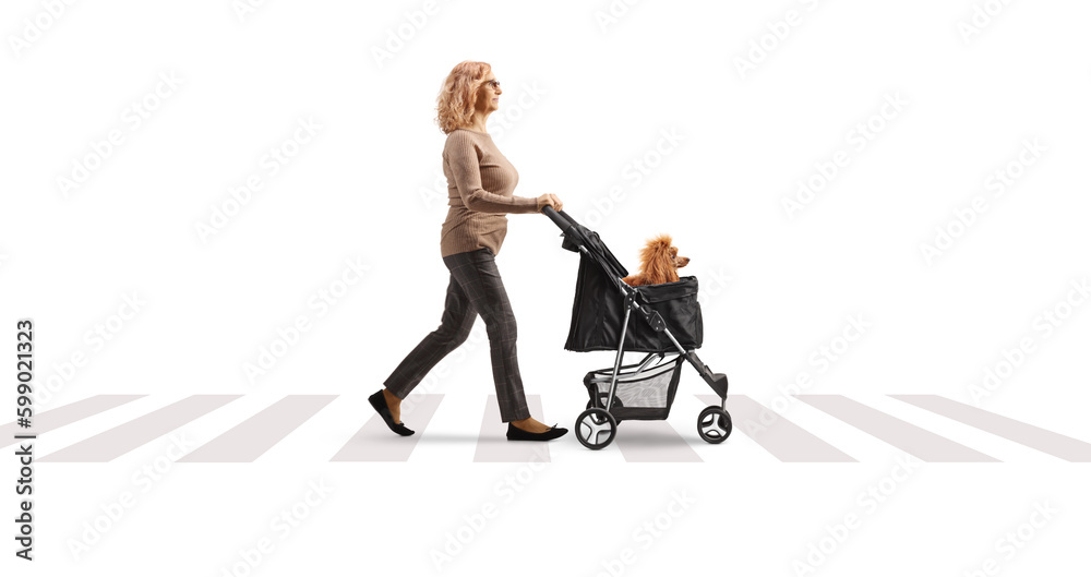 Full length profile shot of a woman crossing road with a poodle dog in a stroller Full length profile shot of a woman crossing road with a poodle dog in a stroller