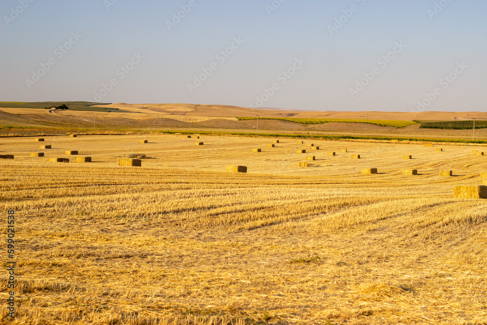 View of hay bales at sunset in summertime. Straw the field after harvest with hay rolls. Landscape with farmland, and straw. Bales of straw rolled up the field against the blue sky. Harvest time.