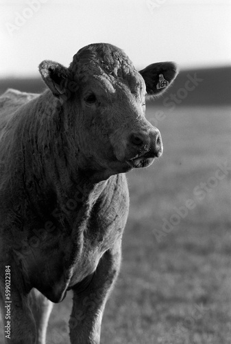 Black and white portrait of a cow - Aberdeenshire - Scotland - UK