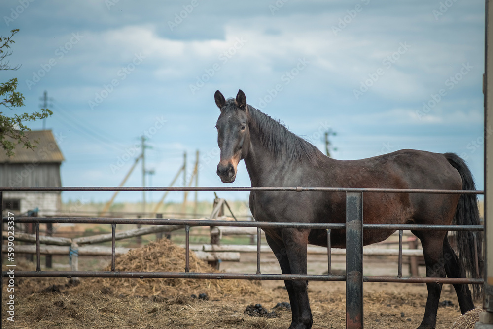 Beautiful thoroughbred horse on the farm in the paddock. Beautiful thoroughbred horse on the farm in the paddock.
