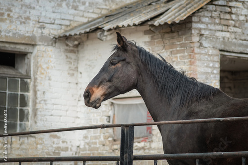 Beautiful thoroughbred horse on the farm in the paddock. © shymar27