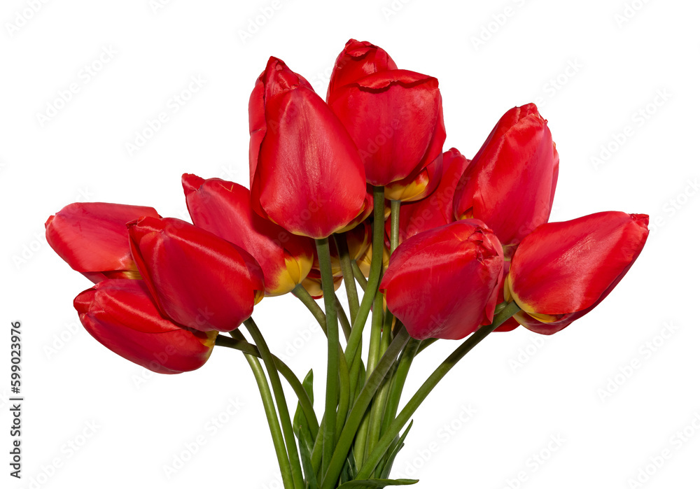 Red tulips on a white background. Flower Bouquet Isolate Red tulips on a white background. Flower Bouquet Isolate