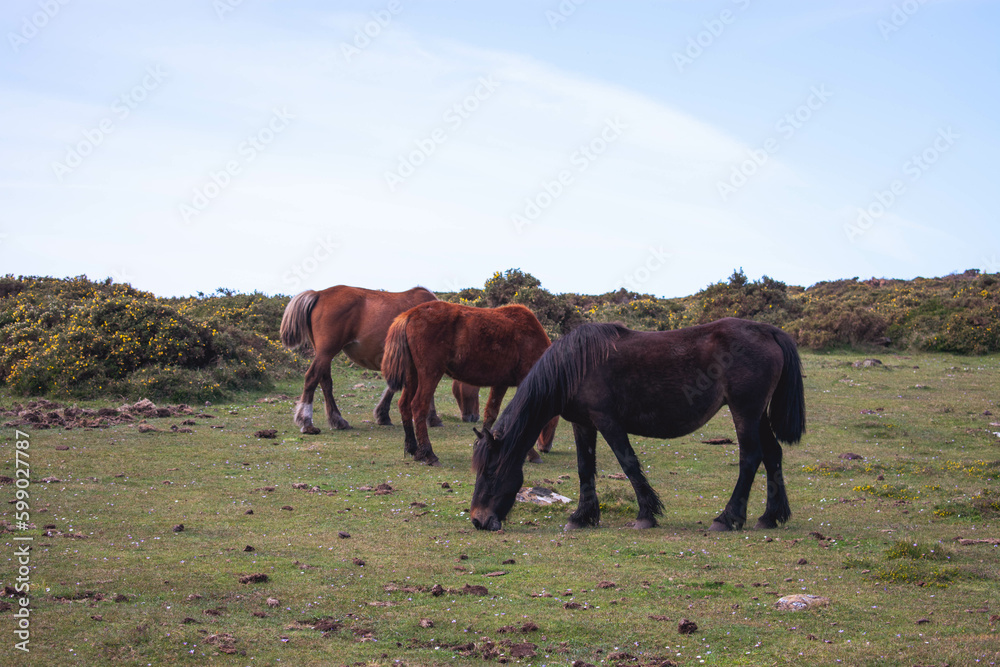Obraz premium Caballos salvajes