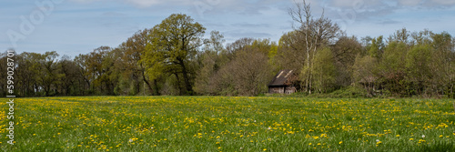 Panorama einer Löwenzahnwiese mit Bäumen und Schuppen im Mai-Frühling