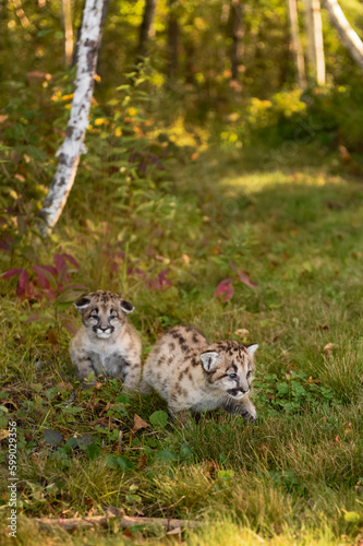 Cougar Kittens (Puma concolor) on Forest Trail Autumn