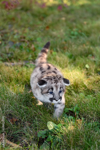 Cougar Kitten  Puma concolor  Steps Forward Ears to Sides Autumn