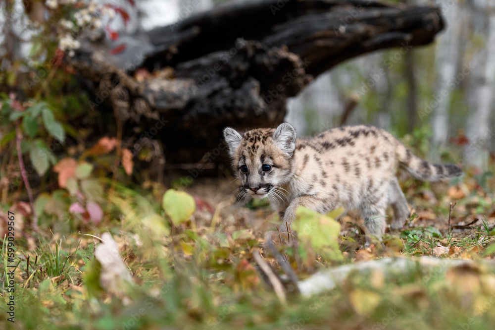 Fototapeta premium Cougar Kitten (Puma concolor) Steps Across Ground Autumn