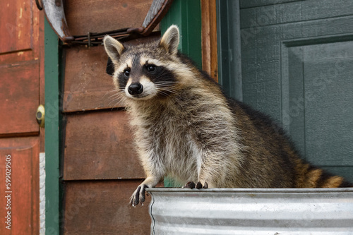 Raccoon (Procyon lotor) Stands at Edge of Garbage Can Outside House