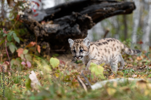 Cougar Kitten (Puma concolor) Steps Across Ground Autumn © hkuchera