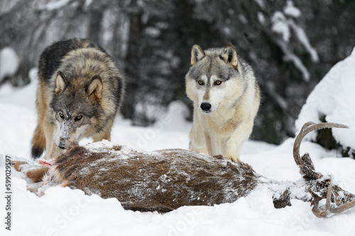 Wolves  Canis lupus  Look Up Over Body of White-Tail Deer Winter