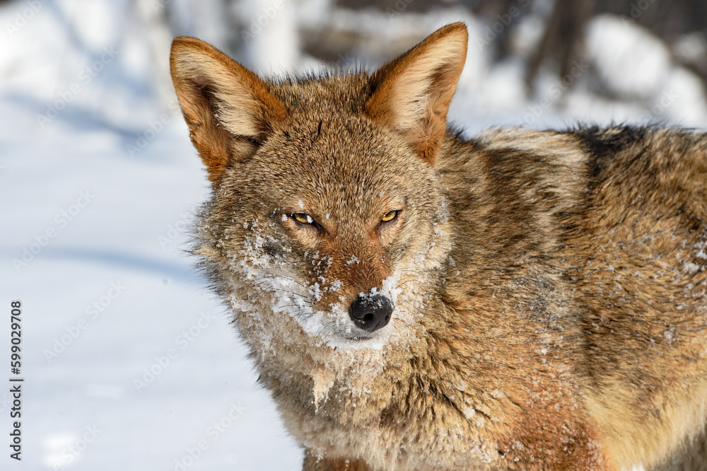 Fototapeta premium Coyote (Canis latrans) Side Eye Winter