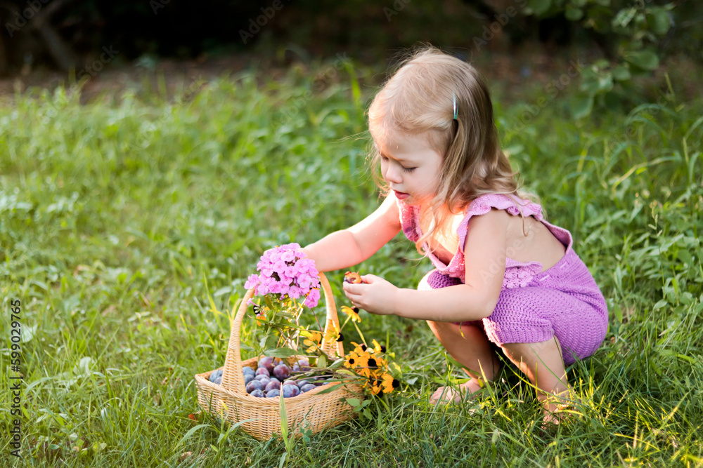 little girl in purple clothes with basket of flowers and plums sitting on the grass in the garden