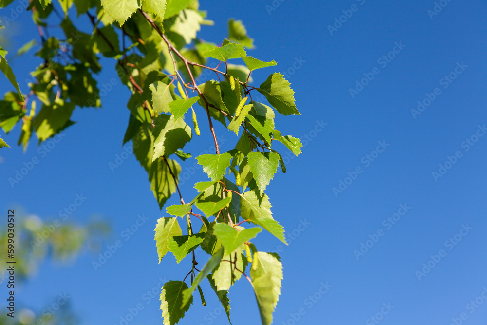 Fototapeta premium A branch of a birch with green young foliage and catkins in the rays of the sun against a cloudless blue sky.