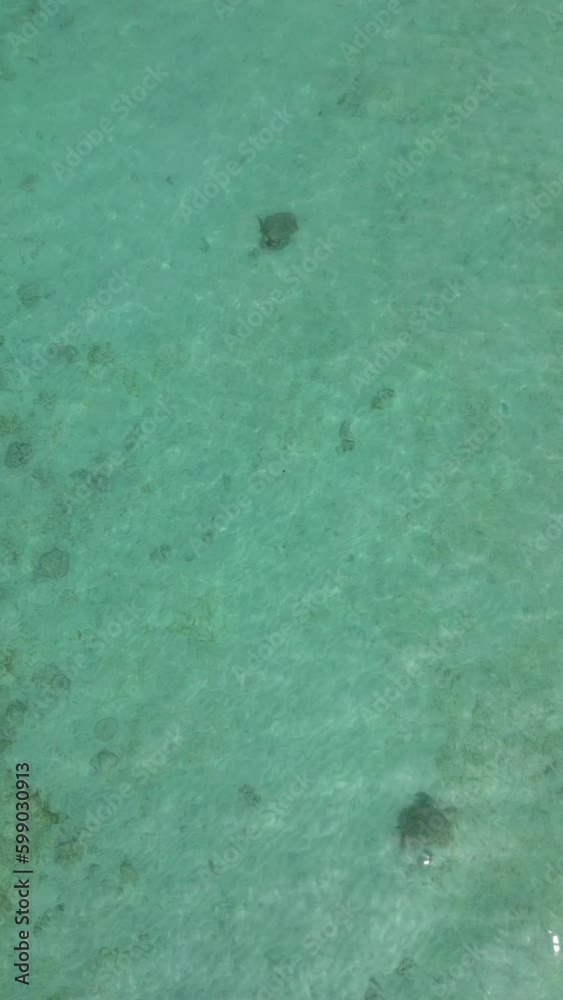 two turtles swimming vertical two turtles swimming vertical