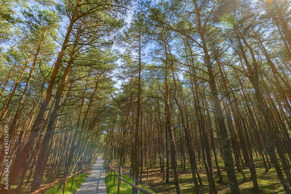 Dancing forest is sight of Curonian Spit national park in Kaliningrad region, Russia. Old pine trees trunks growing up into blue sky, bottom view. Forest landscape, beauty in nature Dancing forest is sight of Curonian Spit national park in Kaliningrad region, Russia. Old pine trees trunks growing up into blue sky, bottom view. Forest landscape, beauty in nature