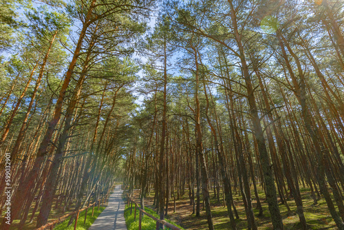 Dancing forest is sight of Curonian Spit national park in Kaliningrad region  Russia. Old pine trees trunks growing up into blue sky  bottom view. Forest landscape  beauty in nature