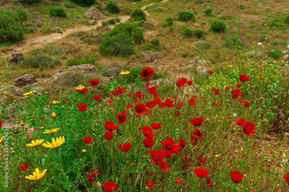 Obraz premium Amazing landscape with flowers and red maquis on the hills closeup with mountain background.Turkey,Antalya.