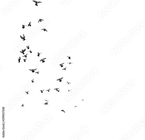Pigeons, view from underneath in transparency png