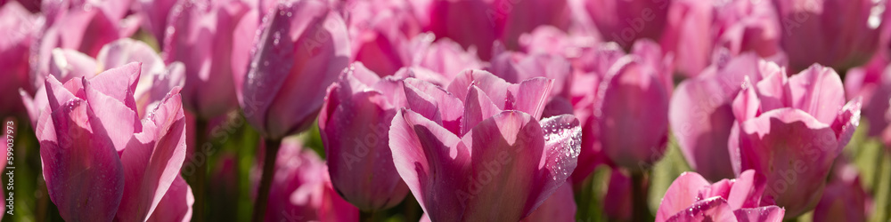 Banner 4x1 for website, social networks. Close-up of magenta tulips in the sun Banner 4x1 for website, social networks. Close-up of magenta tulips in the sun