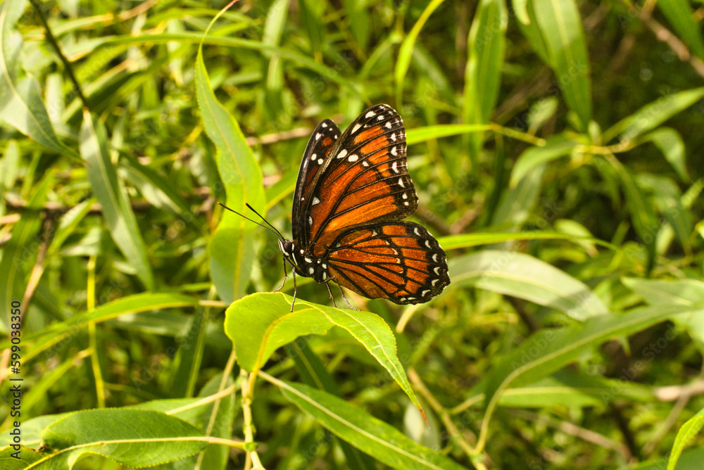 Orange butterfly sitting on a host plant leaf, natural environment in Florida Orange butterfly sitting on a host plant leaf, natural environment in Florida