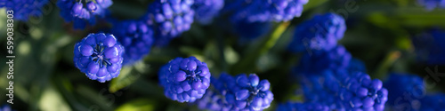 Banner 4x1 for website  social networks. Muscari blue flowers and fresh green grass closeup view selective focus image.