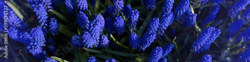 Banner 4x1 for website, social networks. Muscari blue flowers and fresh green grass closeup view selective focus image.
