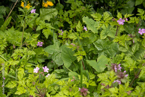 Photography herb robert flower among the hedge leaves