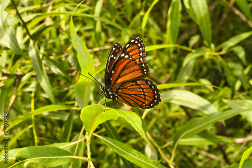 Orange butterfly sitting on a host plant leaf, natural environment in Florida