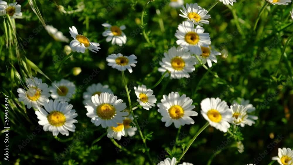 Daisy Flowers Dancing in the Wind Daisy Flowers Dancing in the Wind