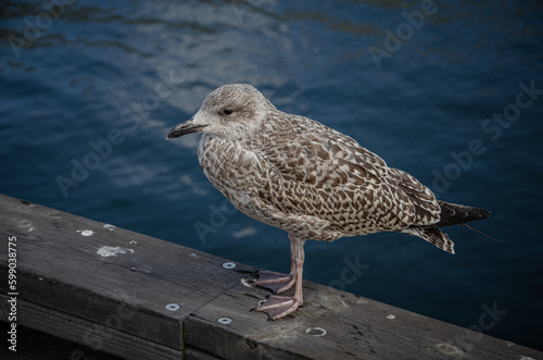 seagull on the pier
