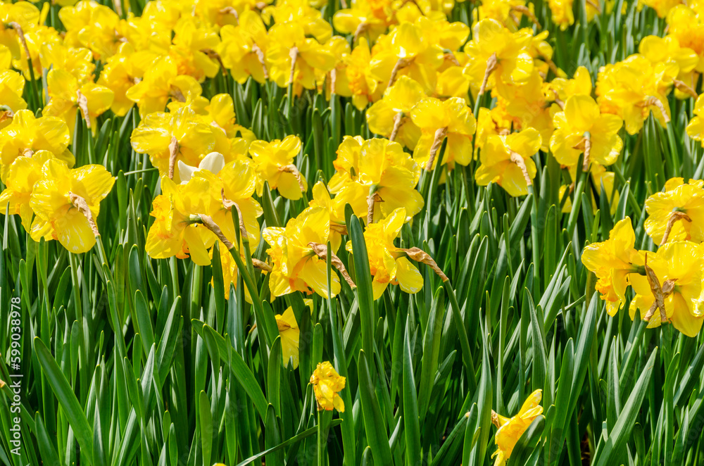 Obraz premium Yellow daffodil flowers in the field.